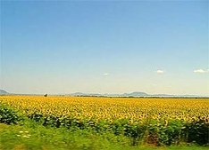 Buzsák